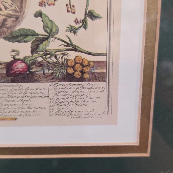 Robert Furbe's Twelve Months Of Flowers Framed Floral Art Print with Gold Frame - Picture 7 of 11